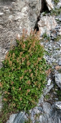 Rumex nivalis