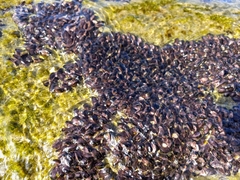 Brachidontes