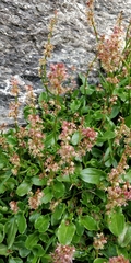 Rumex nivalis