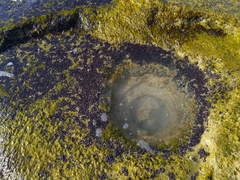 Brachidontes