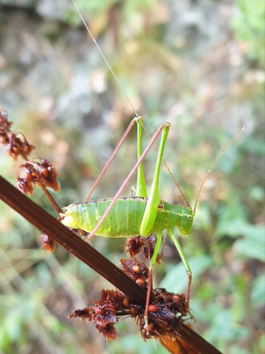 Long-tailed Speckled Bush-cricket