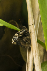 Opsiphanes quiteria