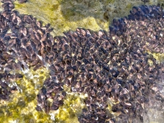 Brachidontes