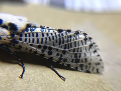 Zeuzera multistrigata