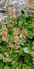 Rumex nivalis
