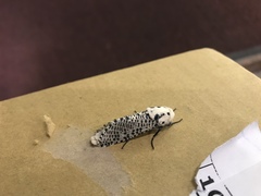 Zeuzera multistrigata