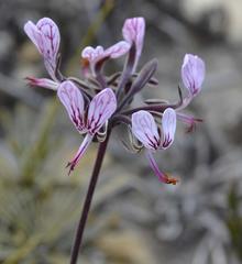 Pelargonium dipetalum