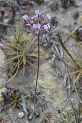 Pelargonium dipetalum