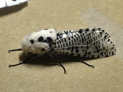 Zeuzera multistrigata