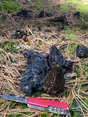 Morchella sextelata
