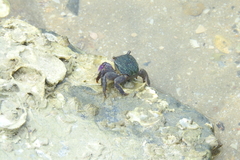 Metopograpsus quadridentatus