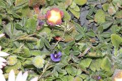 Lotononis maximiliani