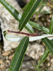 Salix schwerinii