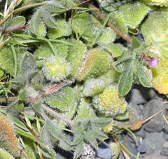 Lotononis maximiliani