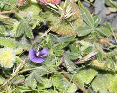 Lotononis maximiliani