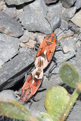 Haemobaphus concinnus