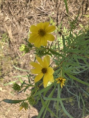 Asteraceae