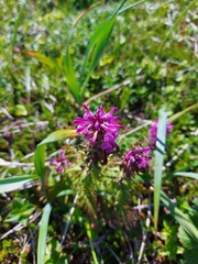 Pedicularis chamissonis