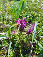 Pedicularis chamissonis