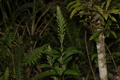 Habenaria pantlingiana