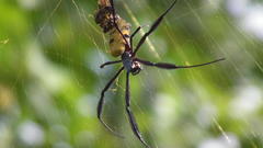 Trichonephila fenestrata