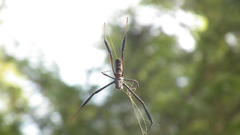 Trichonephila fenestrata