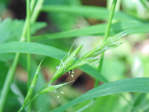 Brachypodium mexicanum