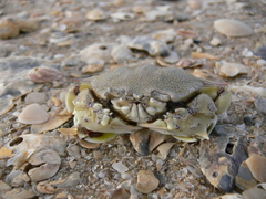 Matuta victor