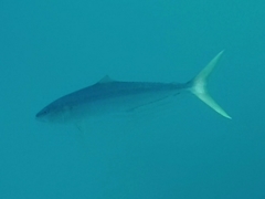 Elagatis bipinnulata