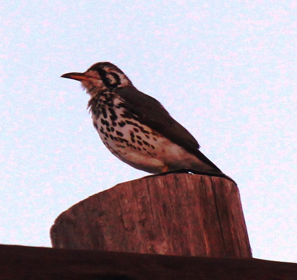 Groundscraper Thrush