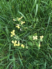 Raphanus raphanistrum