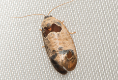 Terthreutis