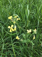 Raphanus raphanistrum