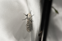 Zeuzera multistrigata