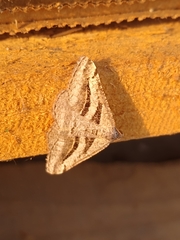 Digrammia