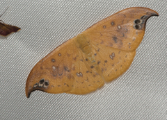 Tridrepana unispina
