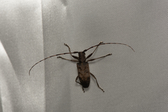 Acalolepta formosana