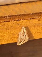 Digrammia