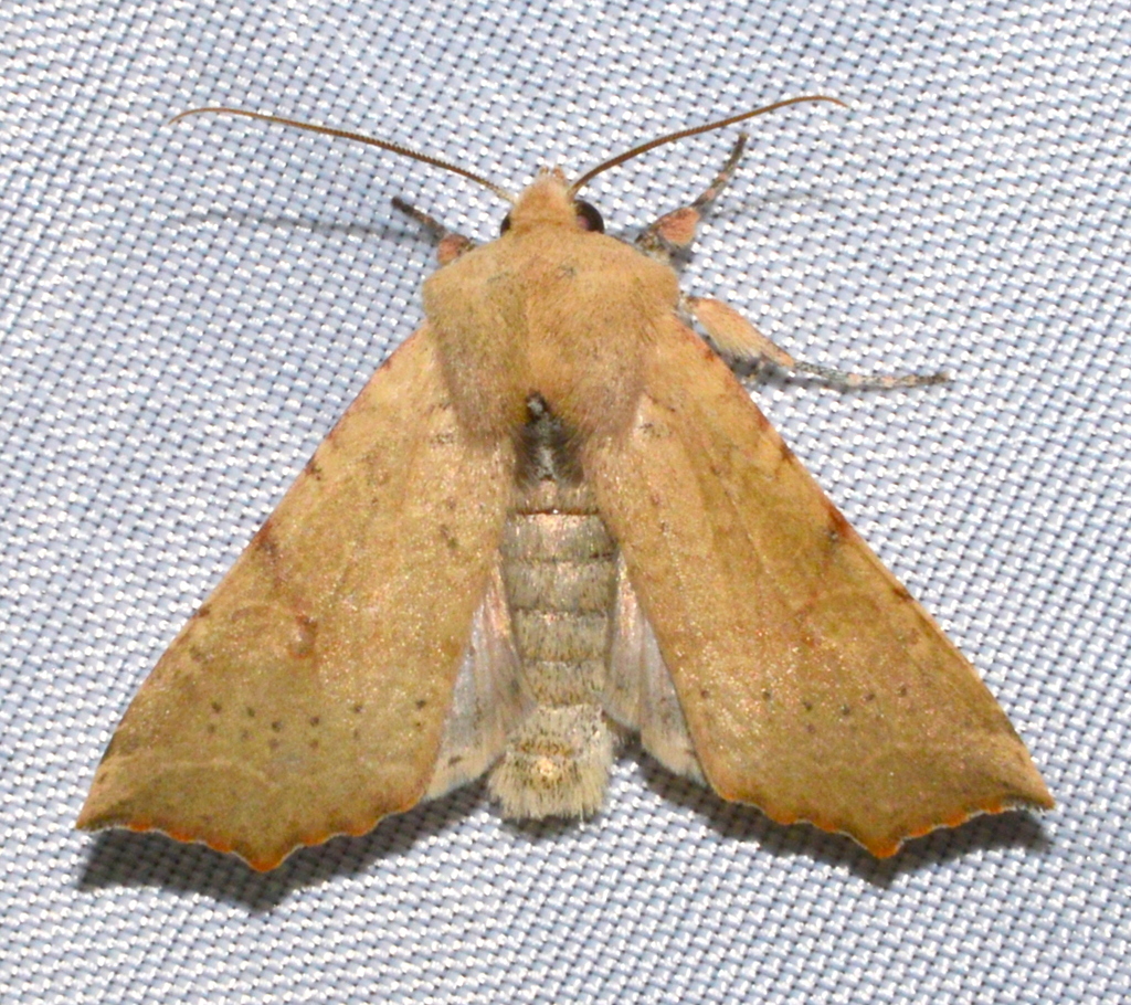 Perigonica angulata