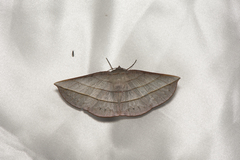 Sarcinodes aequilinearia