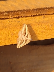 Digrammia