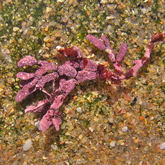 Amphiroa anceps
