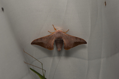 Comparmustilia gerontica