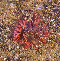 Dichotomaria tenera