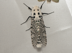 Zeuzera multistrigata