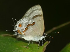 Rubroserrata ecbatana