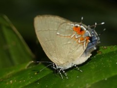Calycopis cerata