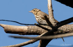 Anthus trivialis trivialis