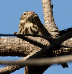 Anthus trivialis trivialis