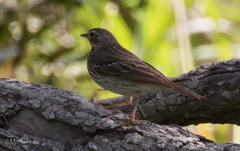 Anthus trivialis trivialis